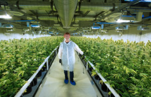 Cambios de impuestos provinciales para los productores de cannabis