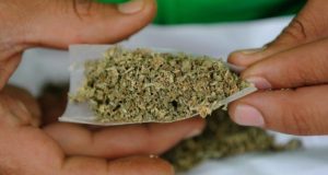 40% de los consumidores de marihuana en Canadá la adquieren ilegalmente