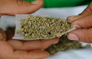 40% de los consumidores de marihuana en Canadá la adquieren ilegalmente