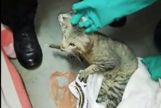 Gato es capturado ingresando celulares a prisión