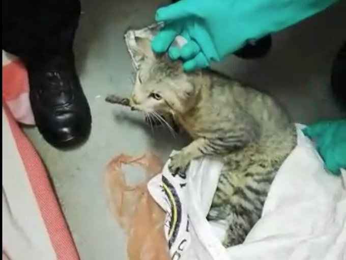 Gato es capturado ingresando celulares a prisión